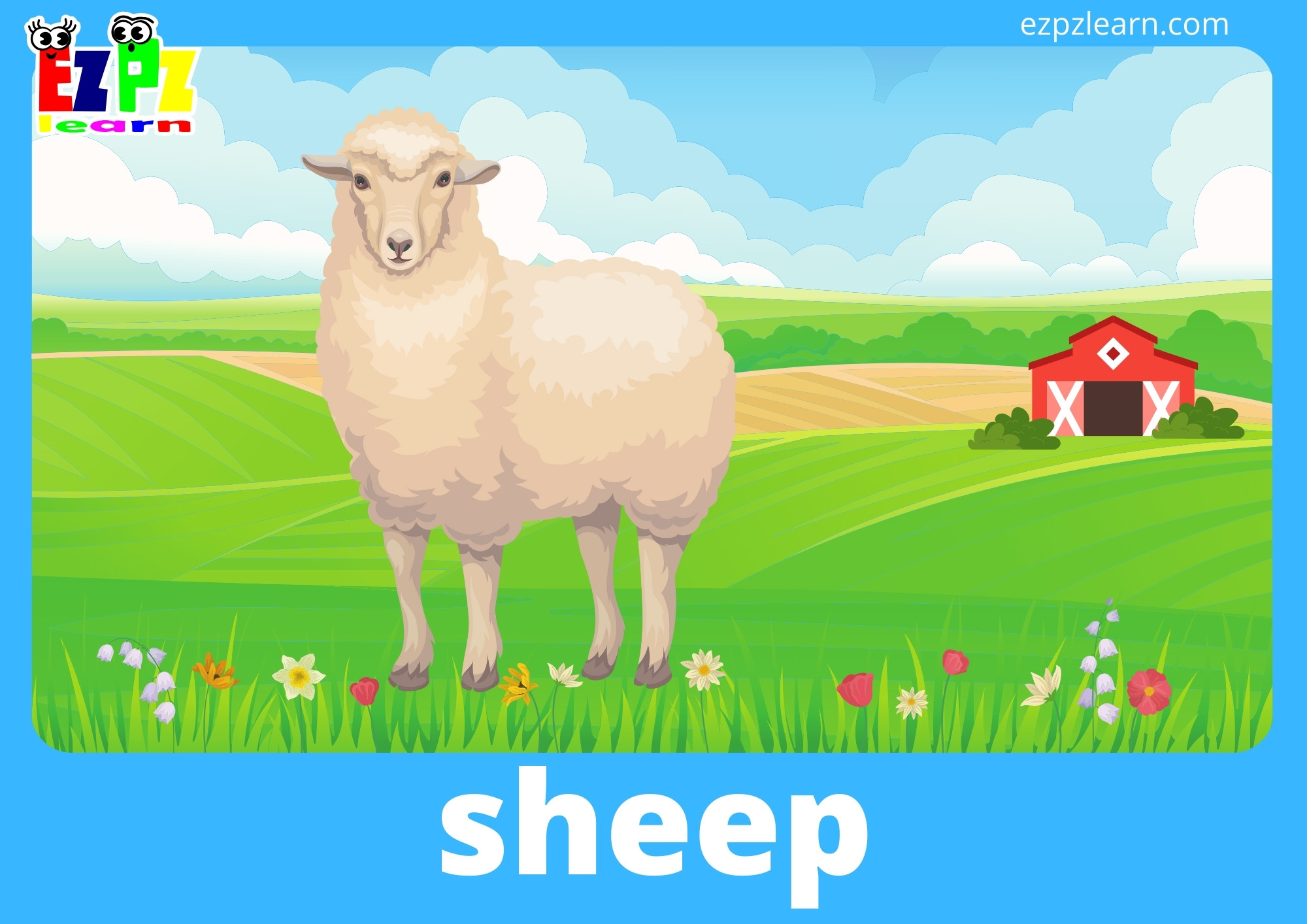 sheep